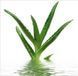 Лубрикант на водній основі Lovely Lovers Aloe Vera Lube, 150 мл 68402 фото 4